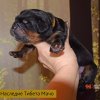 Щенки от пары Ерик х Конфета